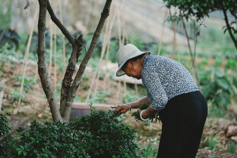 An older woman tending to her garden